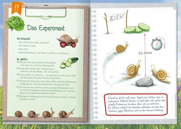 Innenseite mit Naturexperimenten für Kindergartenkinder